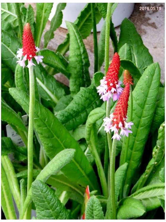 18年02月15日 過去の 山野草図鑑歳時記 のアーカイブ