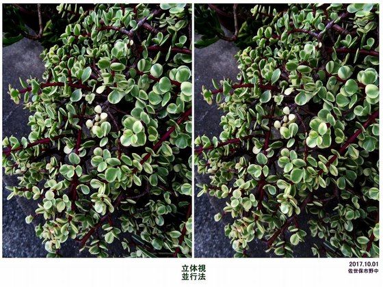 18年01月 過去の 山野草図鑑歳時記 のアーカイブ