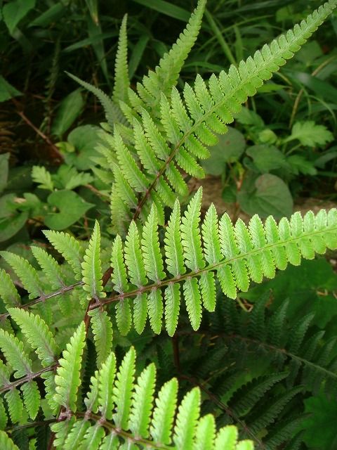 イヌワラビ 過去の 山野草図鑑歳時記 のアーカイブ