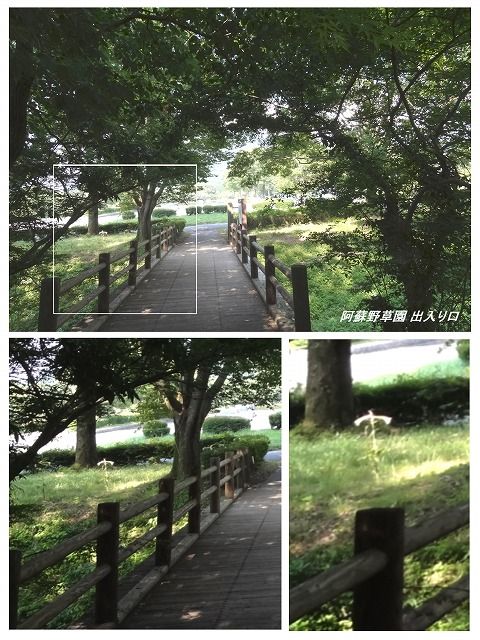 ウバユリ Ⅳ [ オオウバユリ ] : 過去の「山野草図鑑歳時記・Ⅲ」の