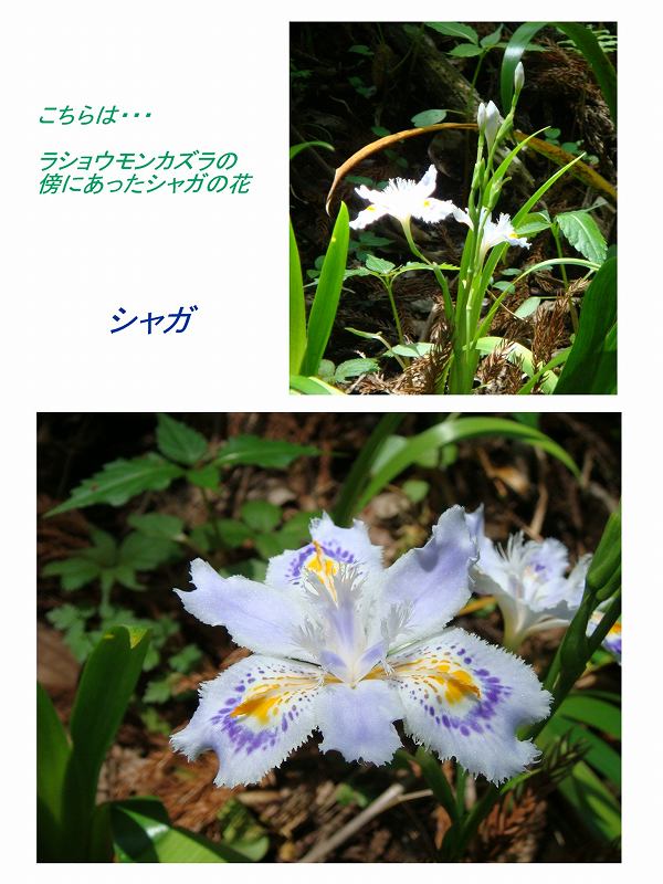 ラショウモンカズラ 過去の 山野草図鑑歳時記 のアーカイブ