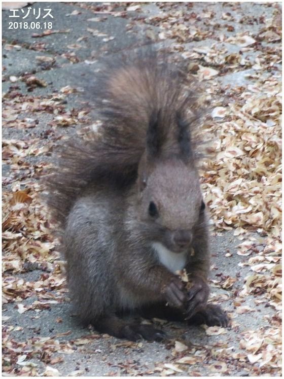 18年07月21日 過去の 山野草図鑑歳時記 のアーカイブ