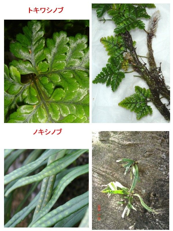 トキワシノブ Ⅲ : 過去の「山野草図鑑歳時記・Ⅲ」のアーカイブ
