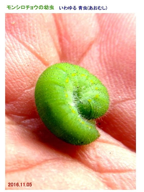 旬の風 580 イモムシ と 毛虫 過去の 山野草図鑑歳時記 のアーカイブ 旬の風 580 イモムシ と 毛虫 過去の 山野草図鑑歳時記 のアーカイブ
