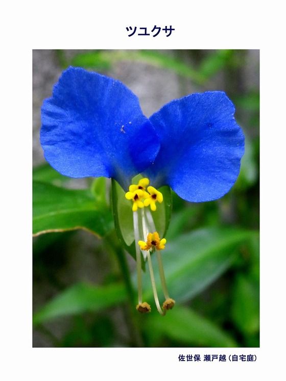 練習用 過去の 山野草図鑑歳時記 のアーカイブ