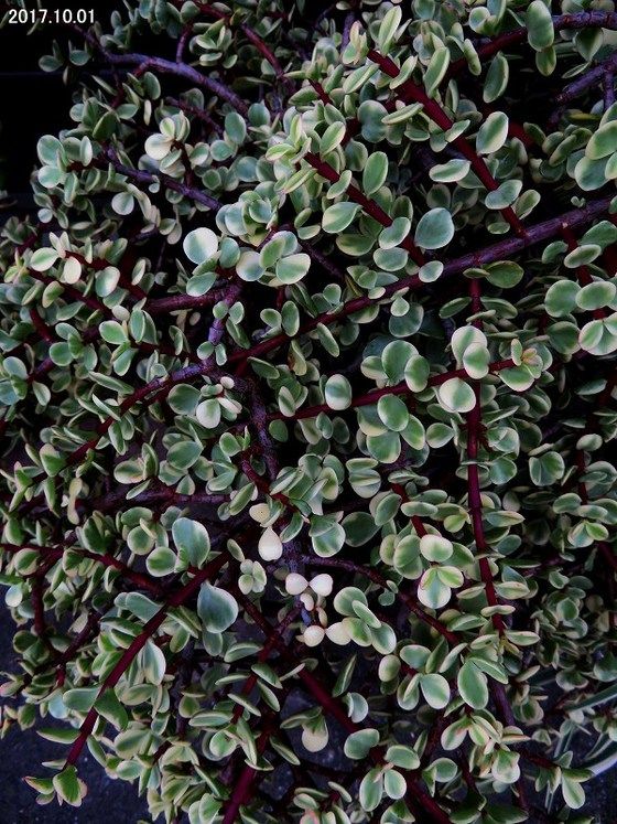 18年01月 過去の 山野草図鑑歳時記 のアーカイブ