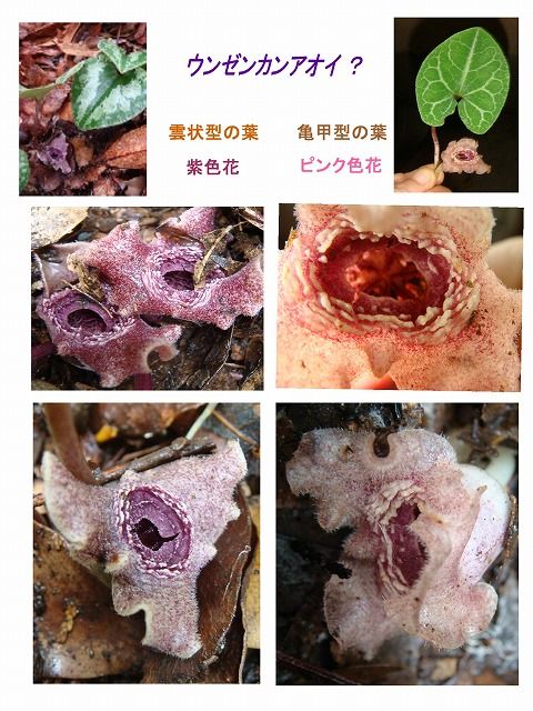 5711) カンアオイ・タマノカンアオイ : 山川草木・動物 歳時記 Ⅱ