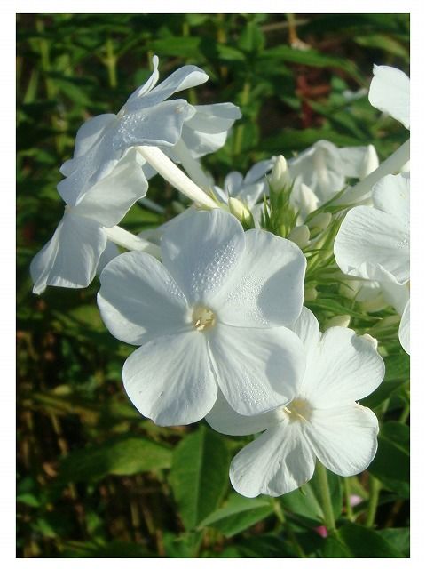 フロックス 別名 クサキョウチクトウ オイランソウ 過去の 山野草図鑑歳時記 のアーカイブ