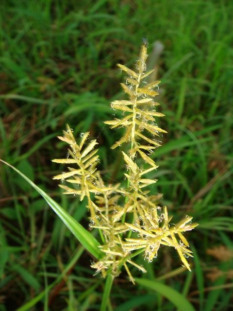ショクヨウガヤツリ 過去の 山野草図鑑歳時記 のアーカイブ ショクヨウガヤツリ 過去の 山野草図鑑歳時記 のアーカイブ