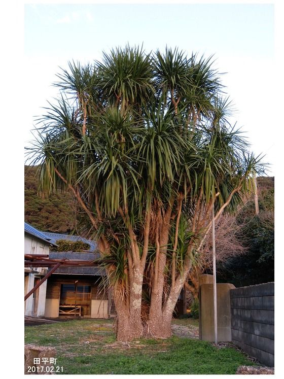 本物の ニオイシュロラン 植物 観葉植物 インテリア 住まい 小物 Belvtor By
