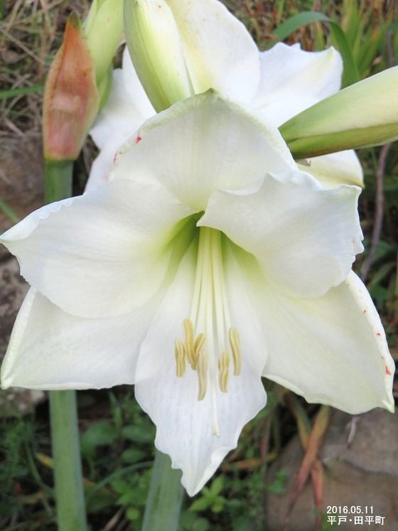 アマリリス 白い花弁のアマリリス 過去の 山野草図鑑歳時記 のアーカイブ アマリリス 白い花弁のアマリリス 過去の 山野草図鑑歳時記 のアーカイブ