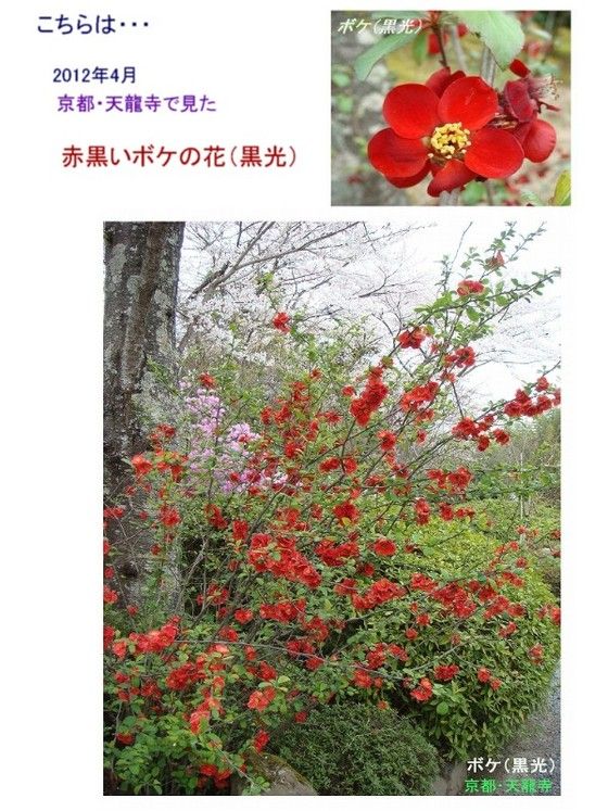ボケ Ⅴ : 過去の「山野草図鑑歳時記・Ⅲ」のアーカイブ
