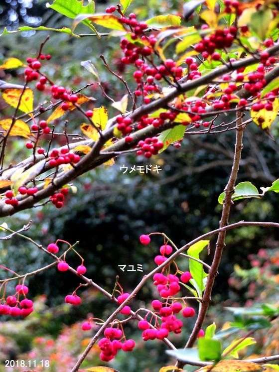 ≪旬の風 824≫ 赤い木の実 : 過去の「山野草図鑑歳時記・Ⅲ」のアーカイブ