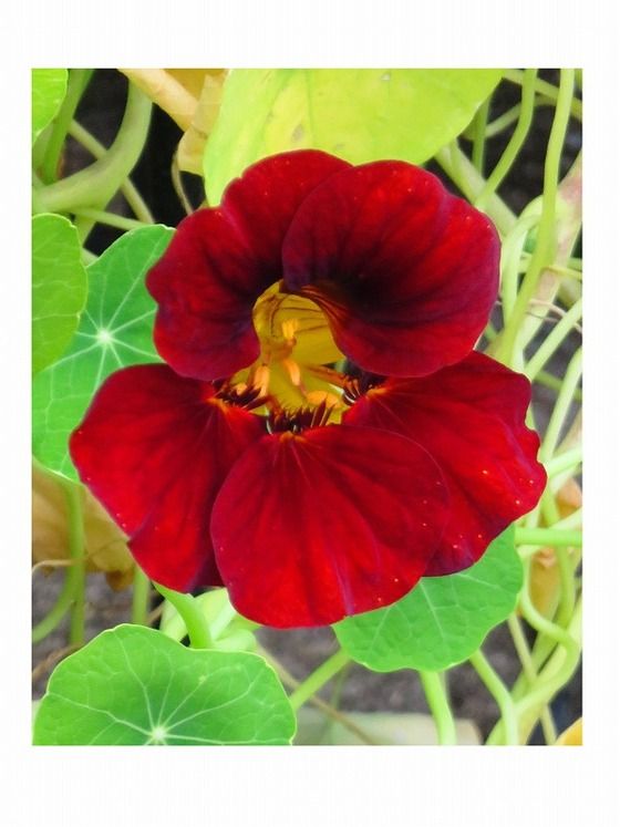 ナスタチウム 別名 キンレンカ ナスタチューム 過去の 山野草図鑑歳時記 のアーカイブ