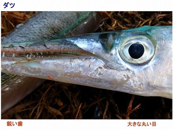 旬の風 545 ダツ 過去の 山野草図鑑歳時記 のアーカイブ 旬の風 545 ダツ 過去の 山野草図鑑歳時記 のアーカイブ