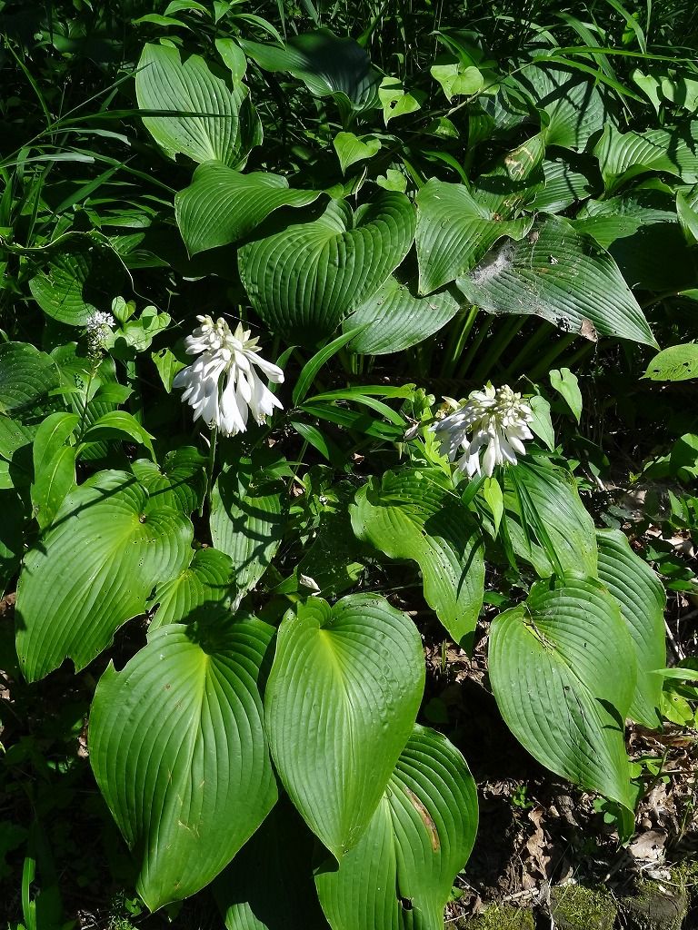 オオバギボウシ 過去の 山野草図鑑歳時記 のアーカイブ