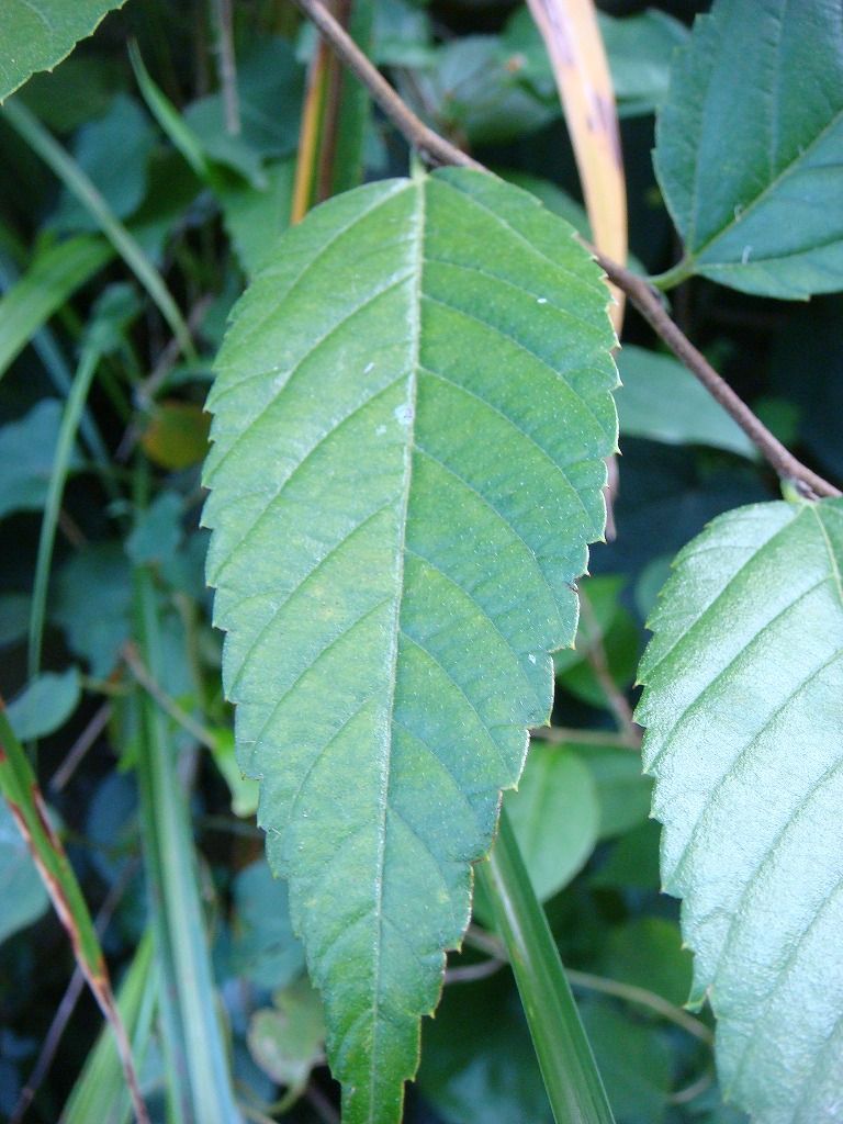 ケヤキ ムクノキ からの変更 過去の 山野草図鑑歳時記 のアーカイブ