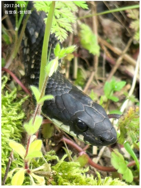 旬の風 632 カラスヘビ シマヘビの黒化型 過去の 山野草図鑑歳時記 のアーカイブ 旬の風 632 カラスヘビ シマヘビの黒化型 過去の 山野草図鑑歳時記 のアーカイブ