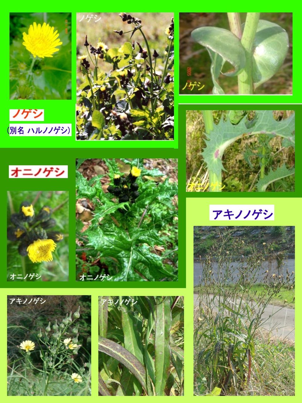 旬の風 254 ノゲシ オニノゲシ アキノノゲシ 過去の 山野草図鑑歳時記 のアーカイブ 旬の風 254 ノゲシ オニノゲシ アキノノゲシ 過去の 山野草図鑑歳時記 のアーカイブ