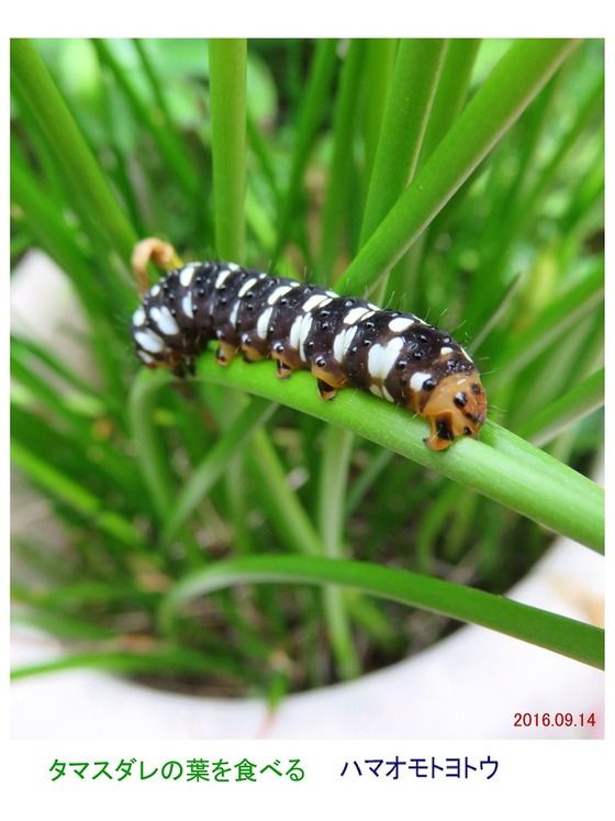 旬の風 565 ハマオモトヨトウ 幼虫 過去の 山野草図鑑歳時記 のアーカイブ