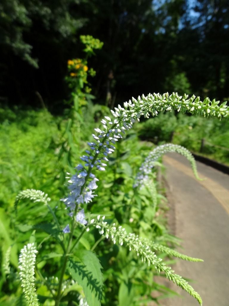 ヒロハトラノオ 別名 ツクシトラノオ 過去の 山野草図鑑歳時記 のアーカイブ