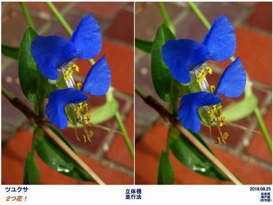 練習用 過去の 山野草図鑑歳時記 のアーカイブ