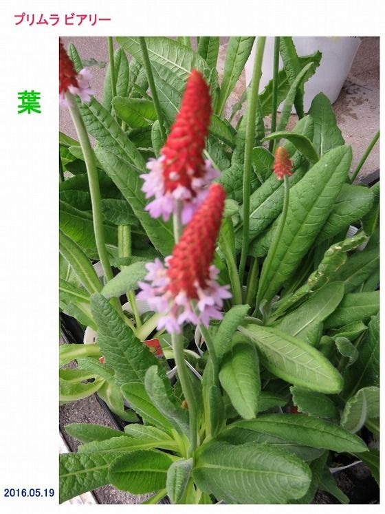 18年02月15日 過去の 山野草図鑑歳時記 のアーカイブ