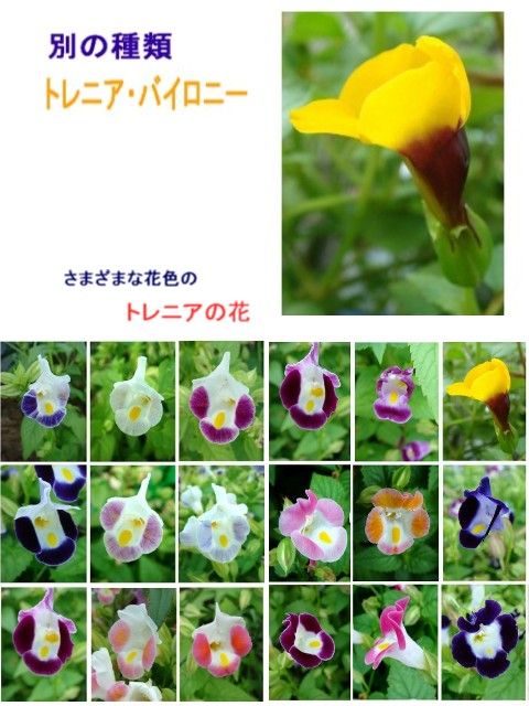 トレニア カタリーナ ブルーリバー 過去の 山野草図鑑歳時記 のアーカイブ トレニア カタリーナ ブルーリバー 過去の 山野草図鑑歳時記 のアーカイブ