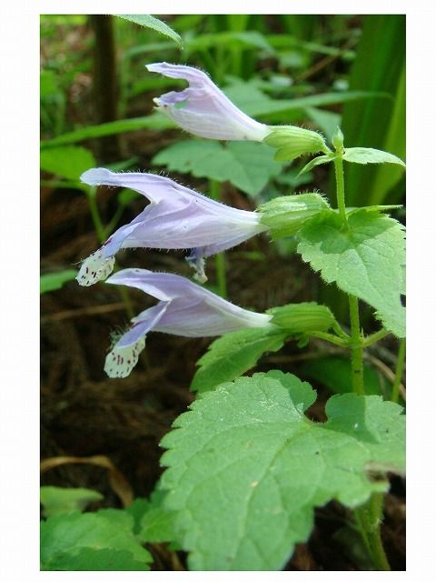 ラショウモンカズラ 過去の 山野草図鑑歳時記 のアーカイブ