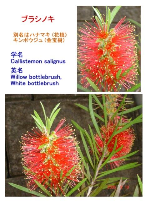 シロバナブラシノキ 白花ブラシの木 別名 マキバブラシノキ 過去の 山野草図鑑歳時記 のアーカイブ