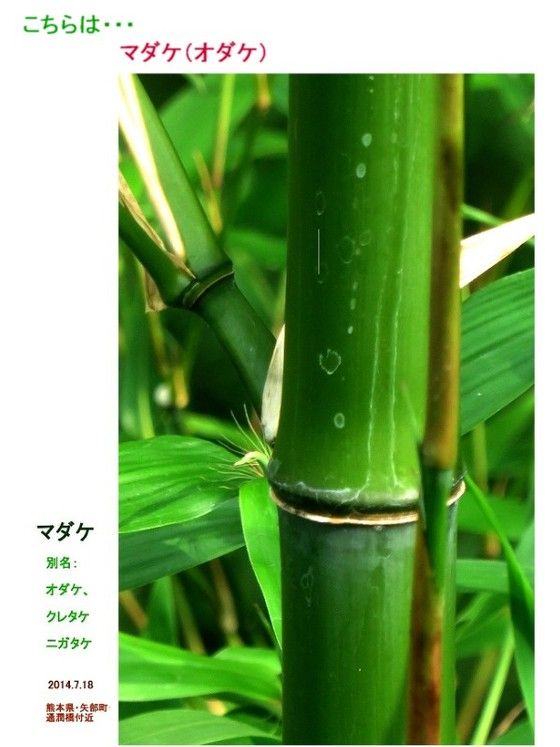 ハチク 別名 クレタケ 過去の 山野草図鑑歳時記 のアーカイブ