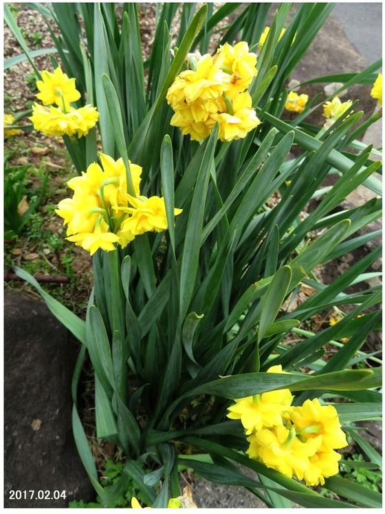 リスナー　スイセン　黄・白　畑・野菜　おまとめ リスナー スイセン 黄・白 畑・野菜 おまとめ