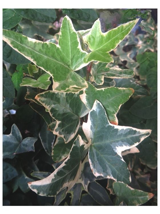 アイビー ガーランドの一種 過去の 山野草図鑑歳時記 のアーカイブ