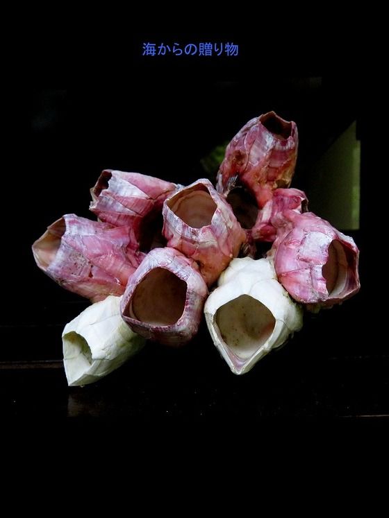 旬の風 ３７８ 海岸の拾い物 過去の 山野草図鑑歳時記 のアーカイブ