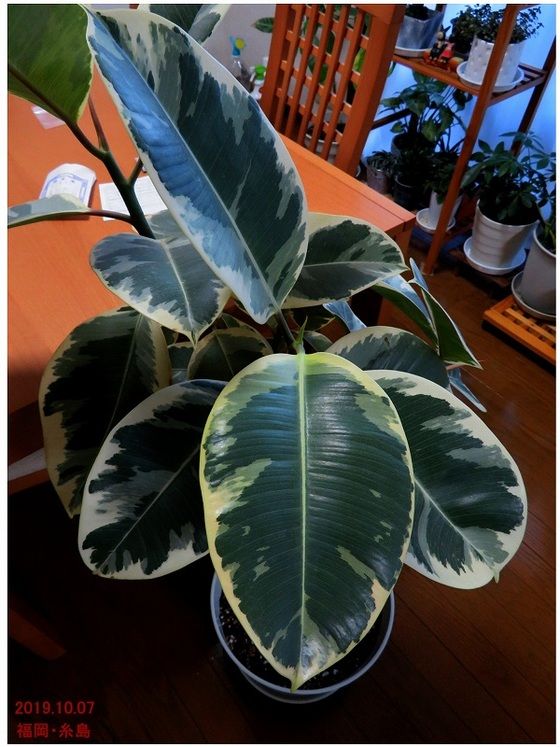 フイリ インド ゴムノキ 過去の 山野草図鑑歳時記 のアーカイブ