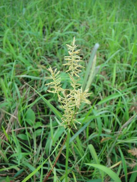 ショクヨウガヤツリ 過去の 山野草図鑑歳時記 のアーカイブ ショクヨウガヤツリ 過去の 山野草図鑑歳時記 のアーカイブ