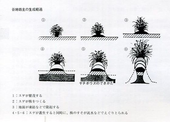 カブスゲ ヤチボウズ 過去の 山野草図鑑歳時記 のアーカイブ カブスゲ ヤチボウズ 過去の 山野草図鑑歳時記 のアーカイブ