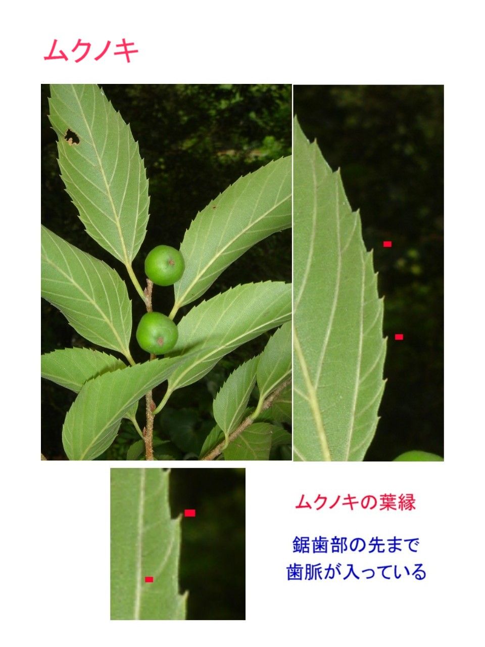 ケヤキ ムクノキ からの変更 過去の 山野草図鑑歳時記 のアーカイブ