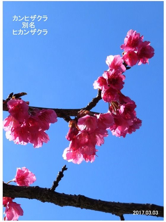 カンヒザクラ 別名 ヒカンザクラ 過去の 山野草図鑑歳時記 のアーカイブ カンヒザクラ 別名 ヒカンザクラ 過去の 山野草図鑑歳時記 のアーカイブ