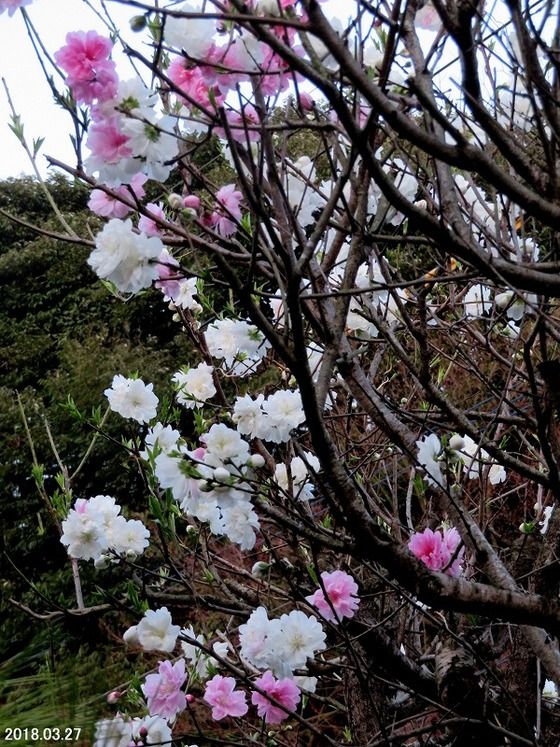 ハナモモ ゲンペイハナモモ 源平花桃 過去の 山野草図鑑歳時記 のアーカイブ