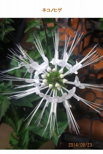 ネコノヒゲ 過去の 山野草図鑑歳時記 のアーカイブ