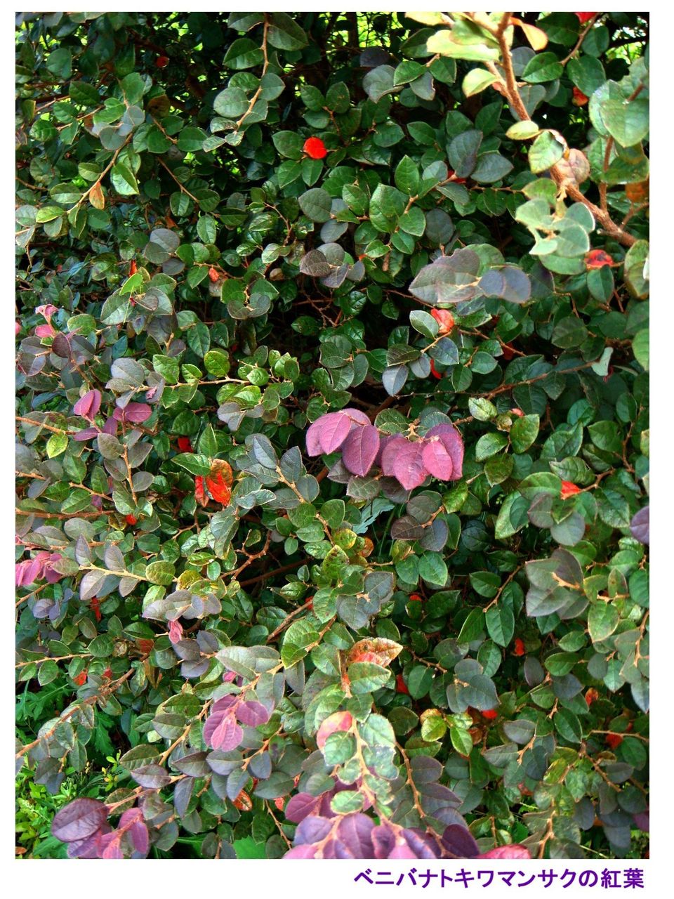 マンサク 万作 過去の 山野草図鑑歳時記 のアーカイブ