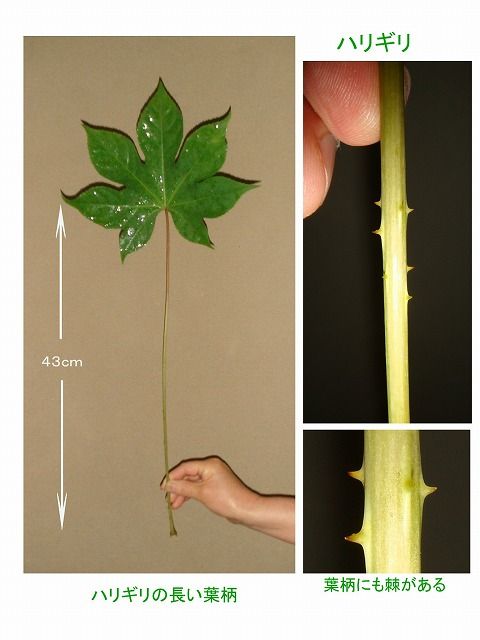 ハリギリ 過去の 山野草図鑑歳時記 のアーカイブ