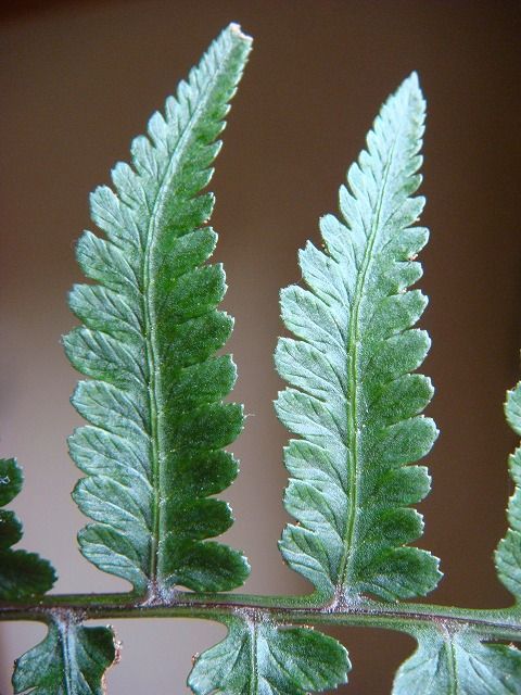 イヌワラビ 過去の 山野草図鑑歳時記 のアーカイブ