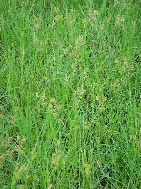 ショクヨウガヤツリ 過去の 山野草図鑑歳時記 のアーカイブ ショクヨウガヤツリ 過去の 山野草図鑑歳時記 のアーカイブ