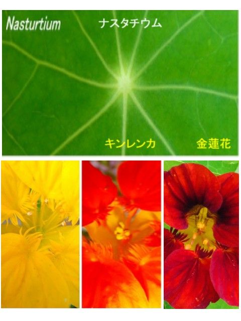 ナスタチウム 別名 キンレンカ ナスタチューム 過去の 山野草図鑑歳時記 のアーカイブ