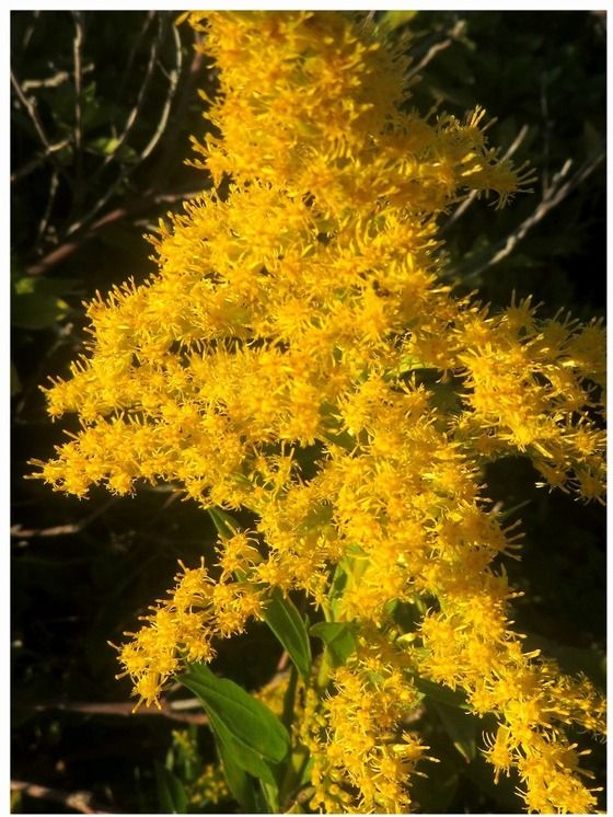 セイタカアワダチソウ 過去の 山野草図鑑歳時記 のアーカイブ