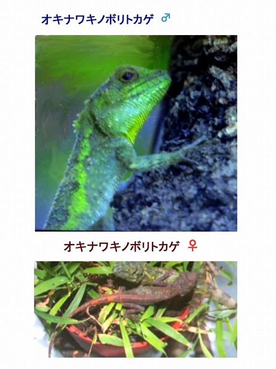 旬の風 712 オキナワキノボリトカゲ 第４７回長崎県生物学会 過去の 山野草図鑑歳時記 のアーカイブ