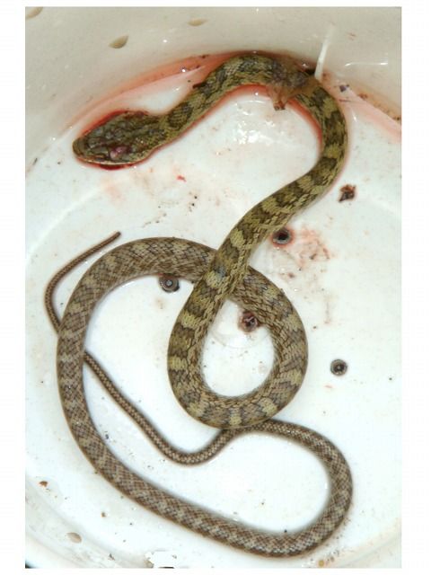 旬の風 205 まむし アオダイショウ 過去の 山野草図鑑歳時記 のアーカイブ 旬の風 205 まむし アオダイショウ 過去の 山野草図鑑歳時記 のアーカイブ
