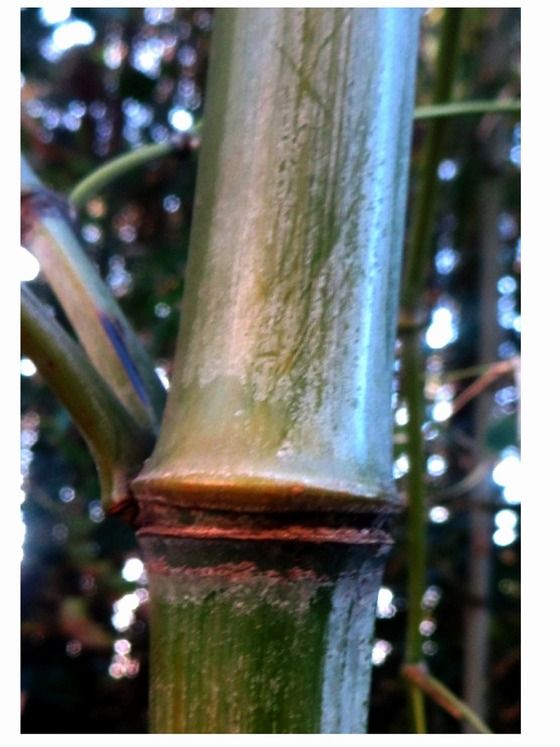 ハチク 別名 クレタケ 過去の 山野草図鑑歳時記 のアーカイブ